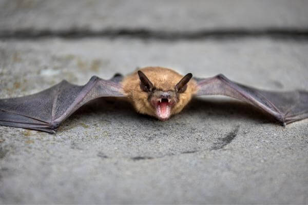 Bat on ground with open mouth.
